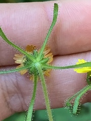 Sigesbeckia jorullensis