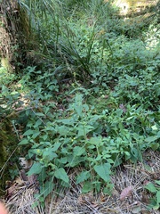 Sigesbeckia jorullensis