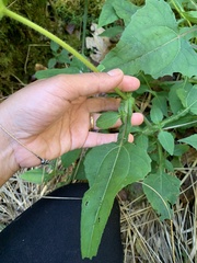 Sigesbeckia jorullensis