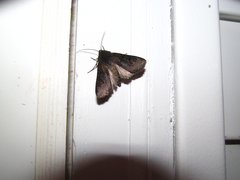Euxoa velleripennis