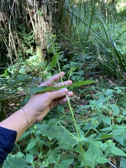 Sigesbeckia jorullensis