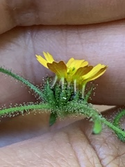 Sigesbeckia jorullensis