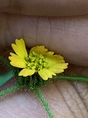 Sigesbeckia jorullensis