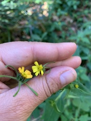 Sigesbeckia jorullensis