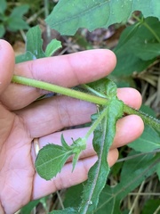 Sigesbeckia jorullensis