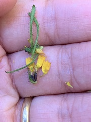 Sigesbeckia jorullensis