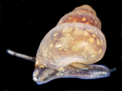 Calopia imitata