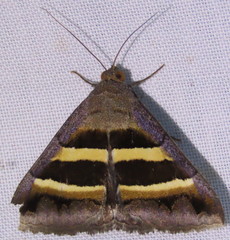 Grammodes cooma