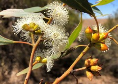 Eucalyptus phenax