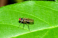 Diptera