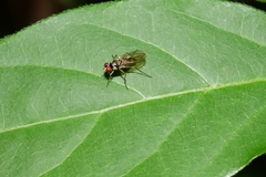 Diptera