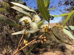 Eucalyptus phenax