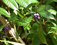 Psychotria urbaniana