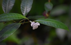 Psychotria urbaniana