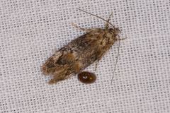 Eulechria callidesma