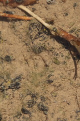 Pseudogobius poicilosoma