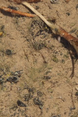 Pseudogobius poicilosoma