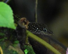 Anolis oculatus