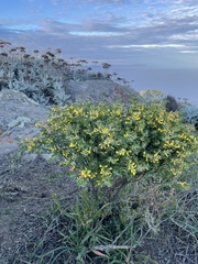 Acmispon dendroideus traskiae