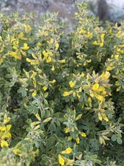 Acmispon dendroideus traskiae