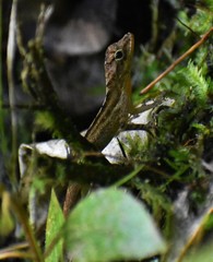 Anolis oculatus