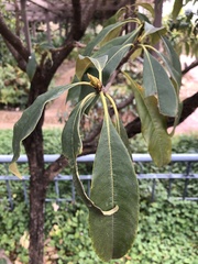 Pittosporum daphniphylloides