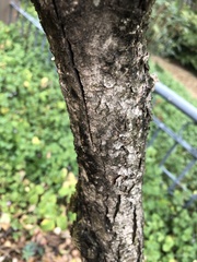 Pittosporum daphniphylloides