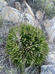 Dudleya virens virens