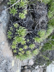 Dudleya virens virens