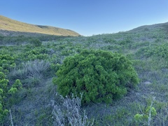 Galium catalinense acrispum