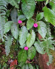 Chrysothemis melittifolia