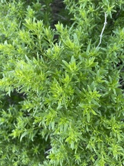 Galium catalinense acrispum