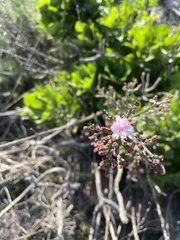 Munzothamnus blairii