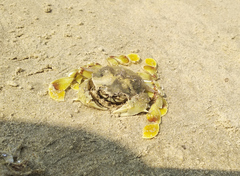 Matuta victor