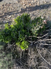 Munzothamnus blairii
