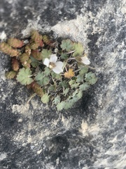 Geranium brevicaule