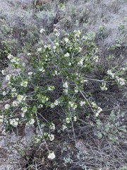 Ceanothus megacarpus insularis