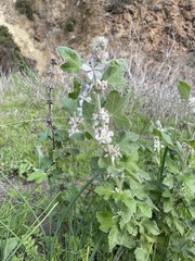 Malacothamnus clementinus