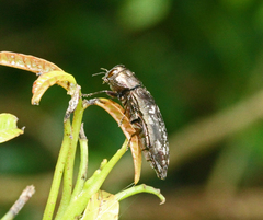 Diphucrania laticollis