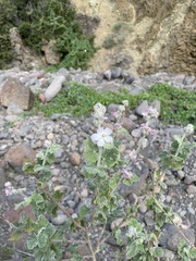 Malacothamnus clementinus