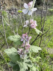 Malacothamnus clementinus