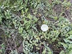 Calystegia macrostegia amplissima