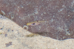 Boraras maculatus