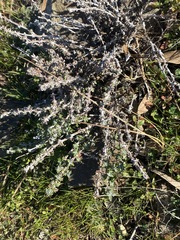 Extriplex californica