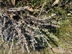 Extriplex californica