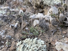 Sibara filifolia