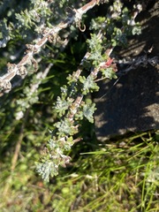 Extriplex californica