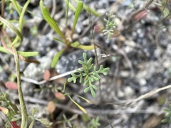 Sibara filifolia