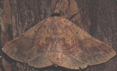 Ophyx pseudoptera