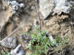 Sibara filifolia